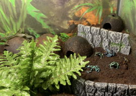 Gouden Gifkikker (Dendrobates Auratus 'Blauw') €55,-