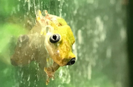 Rietkikker (Hyperolius Concolor) 