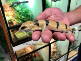 Nachtskink (Scincopus Fasciatus) v.a. €120,-