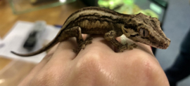 Rhacodactylus Auriculatus v.a. €95,-