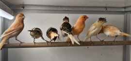 Kanarie €15,- | Normaal, Gloster