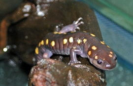 Gevlekte molsalamander (Ambystoma maculatum) v.a. €45,-