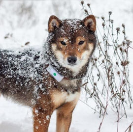 Weenect GPS Tracker Hond - met Triller en Bel