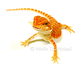 Baardagaam Rood (Pogona vitticeps) v.a. €75,-