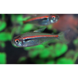 Hyphessobrycon Amapaensis / Amapa Tetra v.a. €2,50