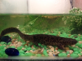 Ribbensalamander (Pleurodeles Poireti) v.a. €10,-