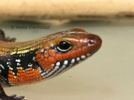 Vuurskink (Fernands riopa)
