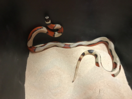 Koningsslang (Lampropeltis Triangulum Stuarti 'Aberant' High White) v.a. €75,-