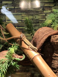 Langstaarthagedis (Takydromus Sexlineatus) €20,-