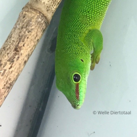 Madagascar Reuzendaggekko | Phelsuma Madagascariensis  v.a. €75,-