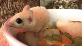 Leucistic Sugar glider / Suikereekhoorn Wit v.a. €290,-