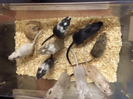 Mongoolse Gerbil (Woestijnrat)  €15,-