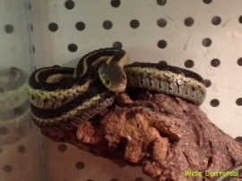 Kousenbandslang / Thamnophis Sirtalis v.a. €55,-