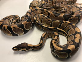 Koningspython (Python Regius) €95,-