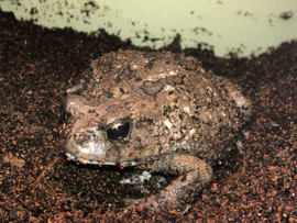 Panterpad (Bufo Regularis) v.a. €15,-