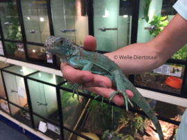 Blauwe leguaan (Iguana Iguana)  v.a. €195,-
