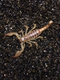 Large clawed scorpion (Scorpio maurus) v.a. €12,50
