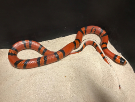 Koningsslang (Lampropeltis Triangulum Hondurensis Tangerine) v.a. €45,-