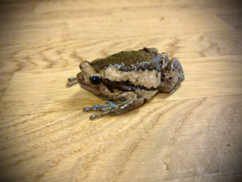 Indische Stierkikker ( Kaloula Pulchra ) €20,-
