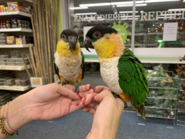 Caique €600,-