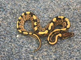 Koningspython (Python Regius) Vanilla/Fire