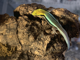 Klemmer's Daggekko | Phelsuma Klemmeri €95,-