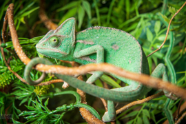 Jemen kameleon (Chamaeleo Calyptratus) v.a. €65,-