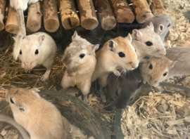 Mongoolse Gerbil (Woestijnrat) €15,-