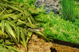 Kousenbandslang / Thamnophis Sirtalis v.a. €55,-