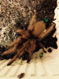 Monocentropus Lambertoni v.a. €70,-