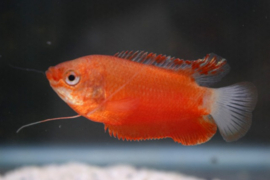 Trichogaster Labiosa Red / Diklipgourami Rood v.a. €8,-