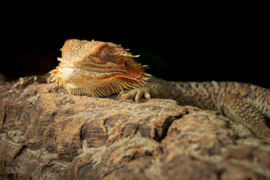 Baardagaam (Pogona vitticeps) v.a. €35,-