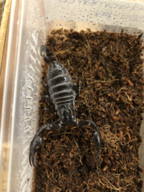 Thaise bosschorpioen (Heterometrus Spinifer) €25,-