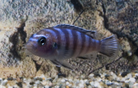 Malawi Cichlide (Pseudotropheus Demasoni) €12,95