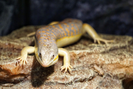 Berberskink (Eumeces schneideri) v.a. €55,-