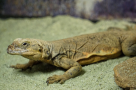 Chuckwalla (Sauromalus sp.) v.a. €200,-