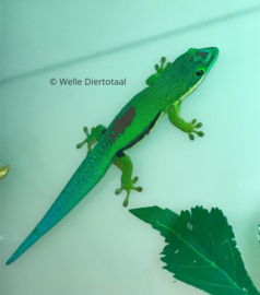 Gestreepte Daggekko | Phelsuma Lineata v.a. €60,-