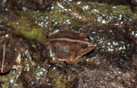 Occidozyga Lima / Green Puddle Floating Frog 