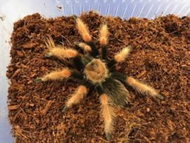 Mexicaanse Roodpootvogelspin (Brachypelma Boehmei) v.a. €30,-