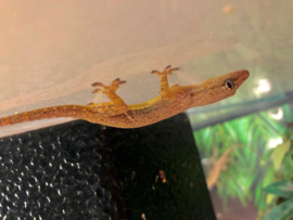 Aziatische Huisgekko / Tjiktjak / Hemidactylus Frenatus v.a. €9,-