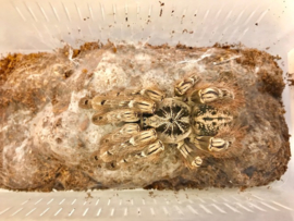 Heteroscodra Maculata v.a. €20,- (vanaf prijs i.v.m. formaat dier)
