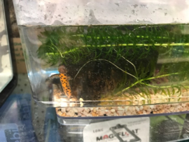 Donau Kamsalamander (Triturus Dobrogicus)