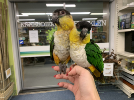 Caique €600,-