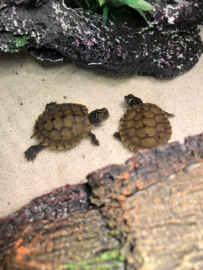 Zaagrugschildpad (Graptemys Pseudogeographica) v.a. €35,-