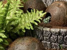 Gouden Gifkikker (Dendrobates Auratus 'Groen') €55,-