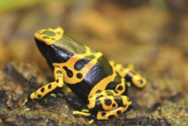 Bijengifkikker (Dendrobates Leucomelas) v.a. €45,-