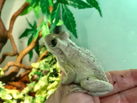 Rhacophorus Leucomystax (Gold Tree Frog) v.a. €17,50