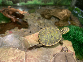 Florida Roodbuikschildpad (Pseudemys Nelsoni) €35,-