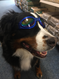 Honden zonnebril €9,95