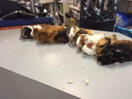 Cavia Gladhaar Vrouw €34,50